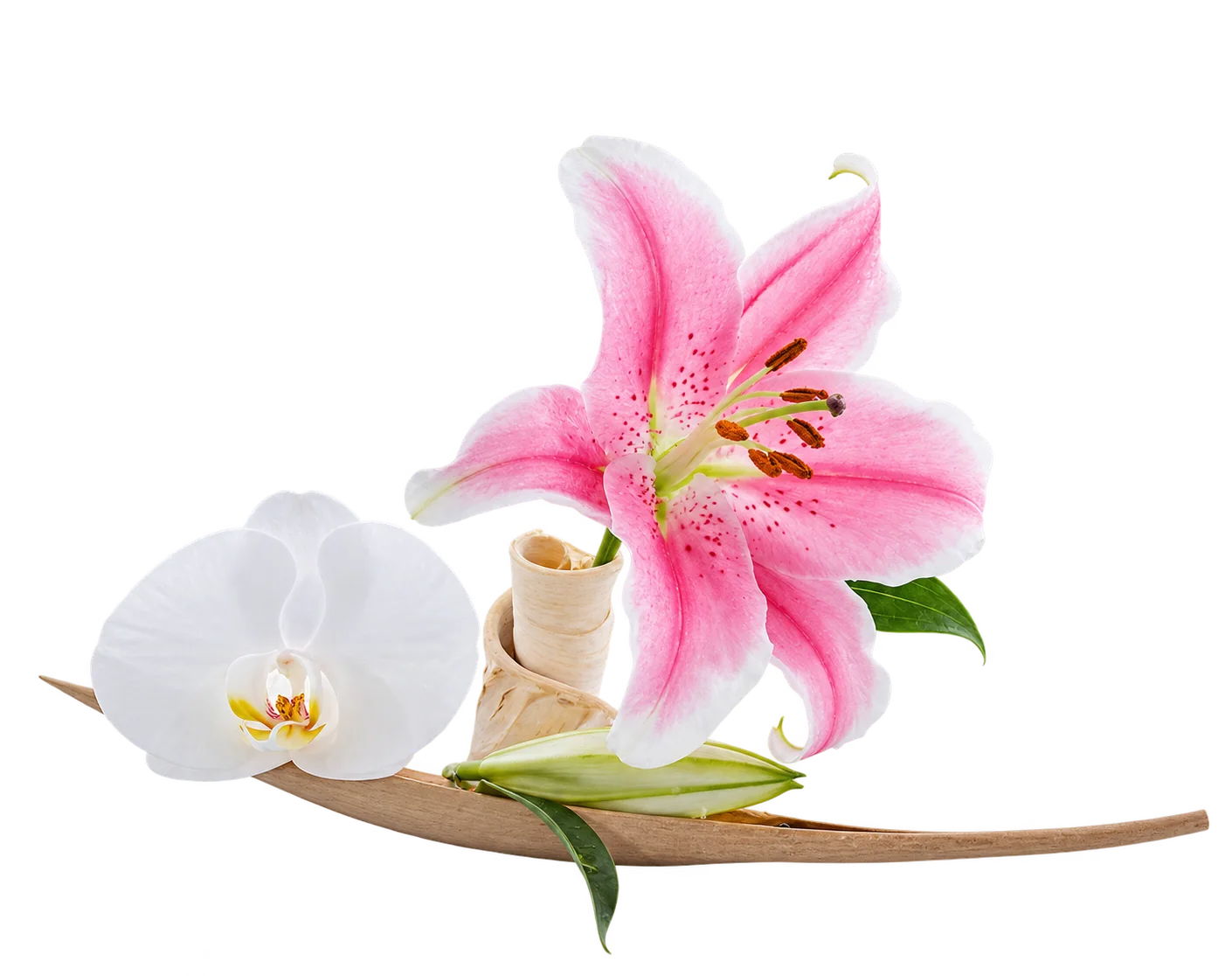 Un lys rose et une orchidée blanche sont disposés sur une longue feuille séchée, sur fond blanc uni.